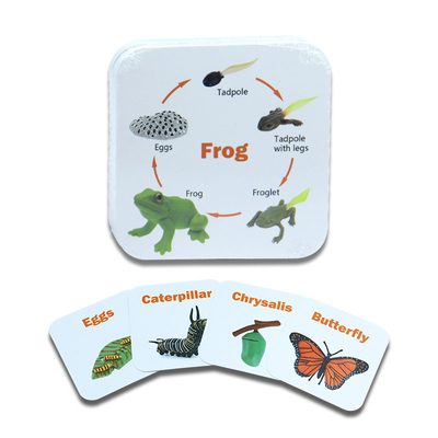 Flashcards de insetos animais personalizados para jogos educacionais infantis em diferentes designs